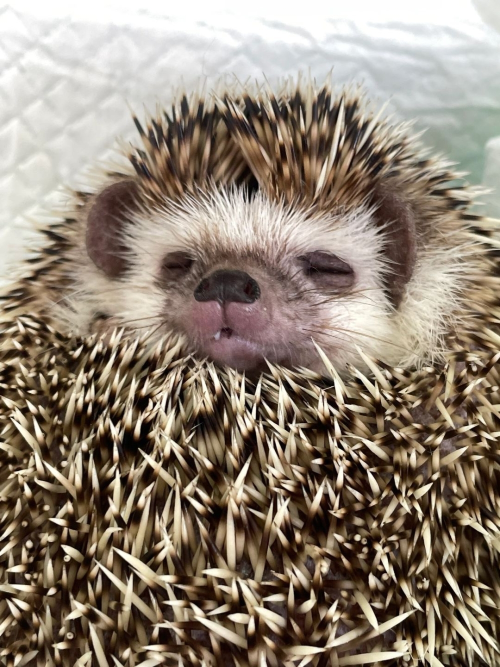 奴才：必須的呀