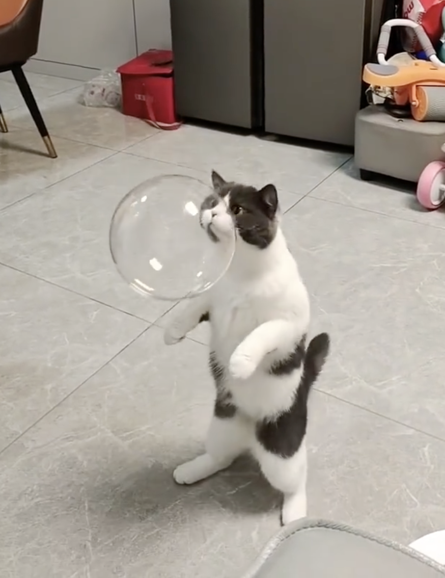 奴才:不是,你想什麼呢