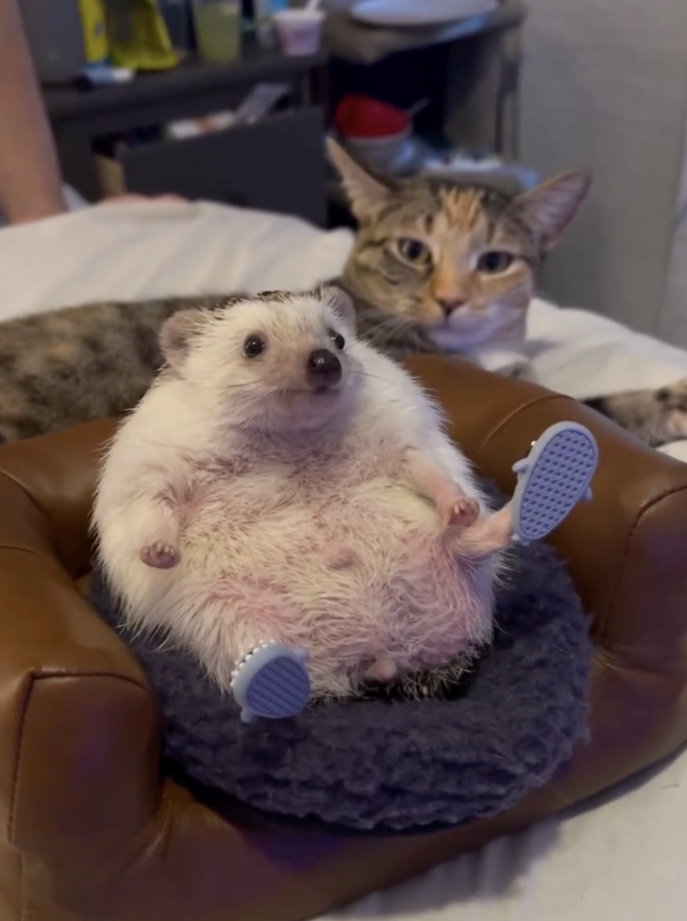 奴才：聽見了嗎？