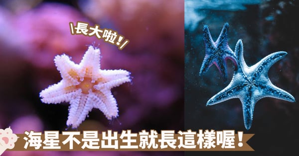 自然界中的不朽傳說!你知道海星是如何繁衍後代的嗎?來看看牠們的生存與再生秘訣吧~