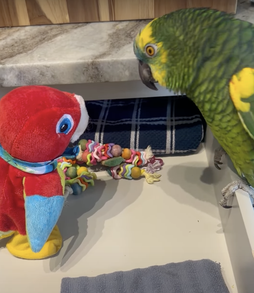 奴才：看來你不喜歡這個玩具喔