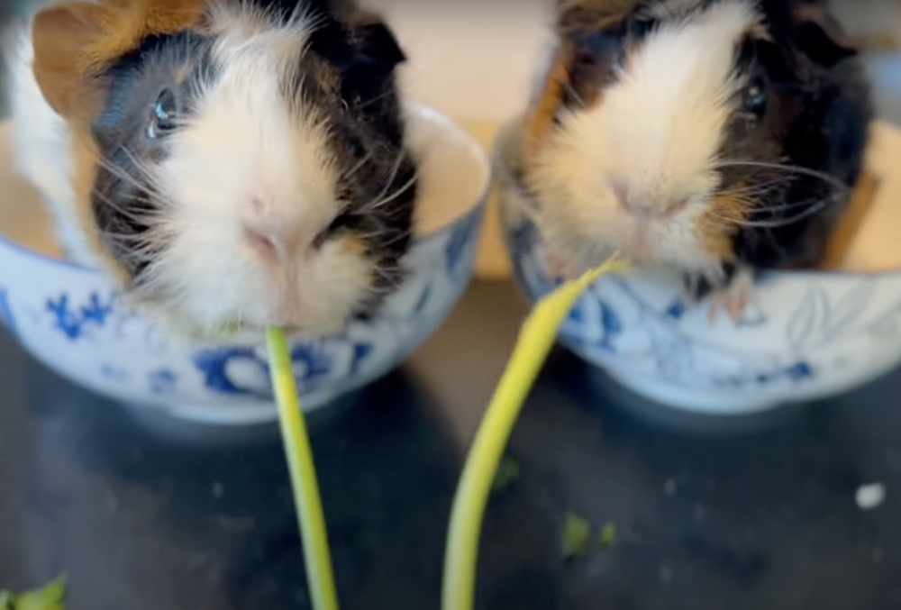 奴才：你咀嚼的時候很Q欸