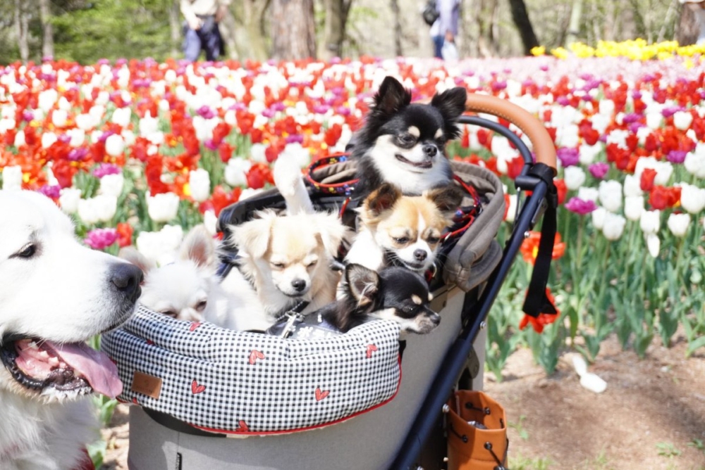 奴才：笑得很好