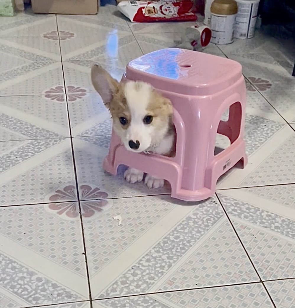 奴才：也算是囉