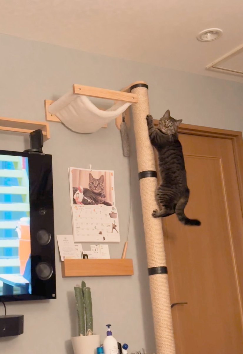 奴才：還以為你麼是好朋友呢