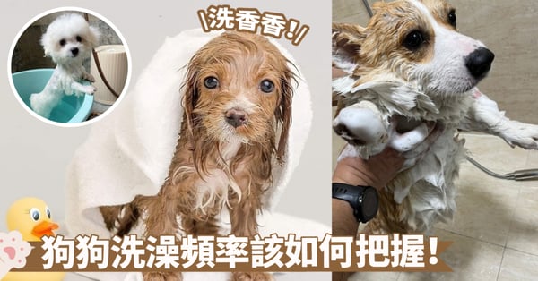 狗狗洗澡頻率懶人包！不同品種、季節、環境，一次搞懂，讓毛小孩乾乾淨淨又健康～