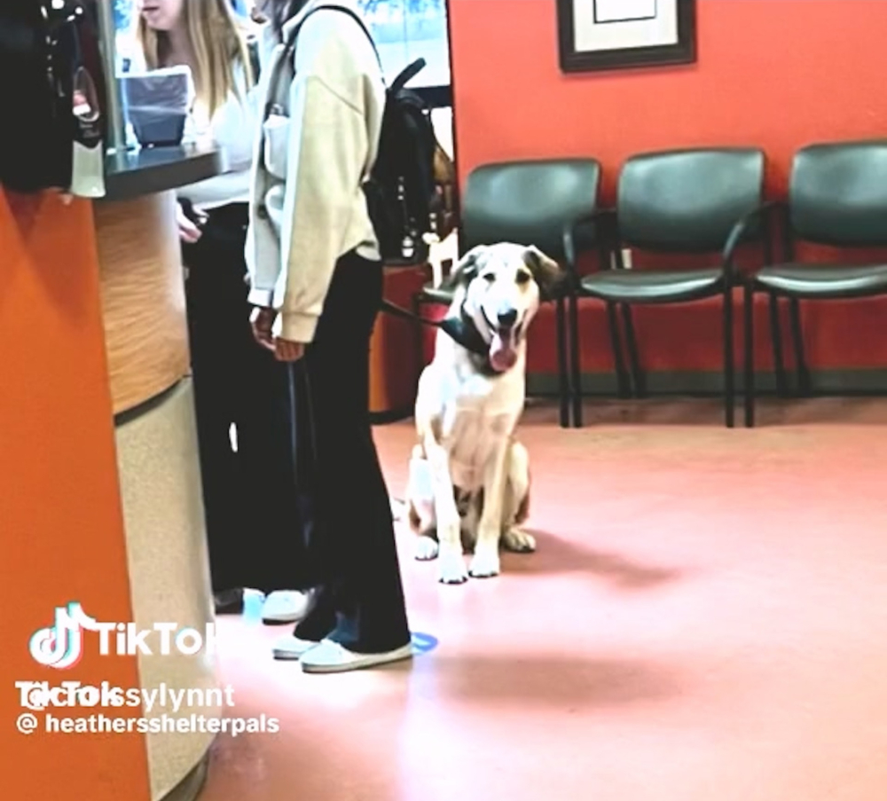 S'mores入收容所內不到7天就喜獲收養人領養。