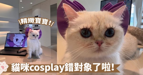 當夢中情貓照入現實！奴才挑戰全網最像「圖多蓋洛」仿妝～網：角色是鼠不是貓捏...