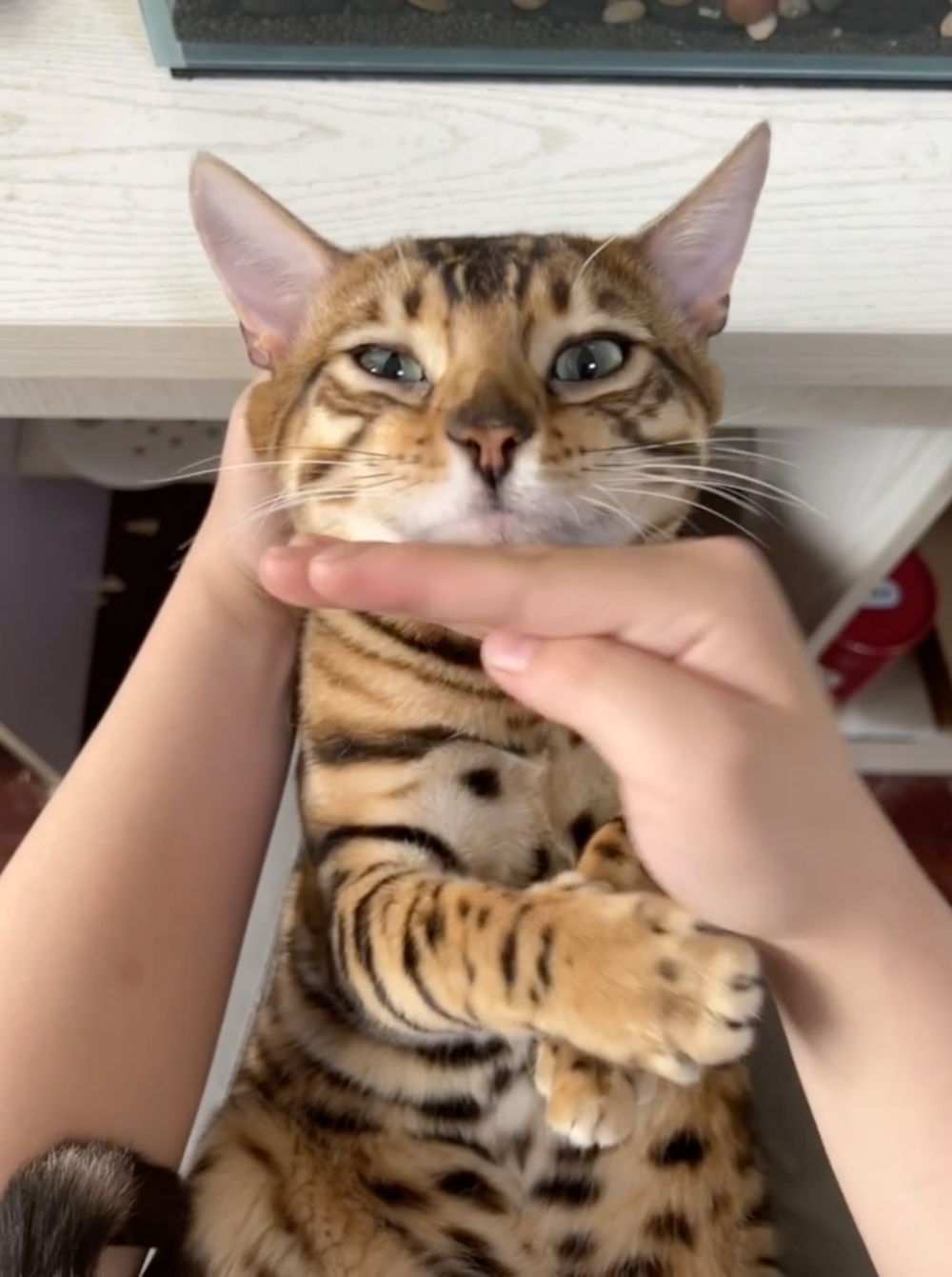 奴才：你真的是神仙下凡欸