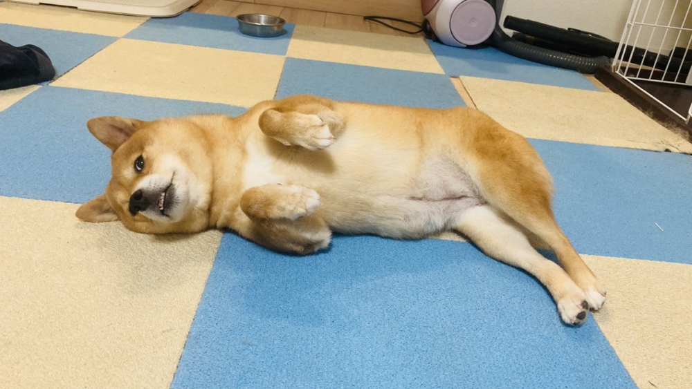 奴才：沒事，去睡吧