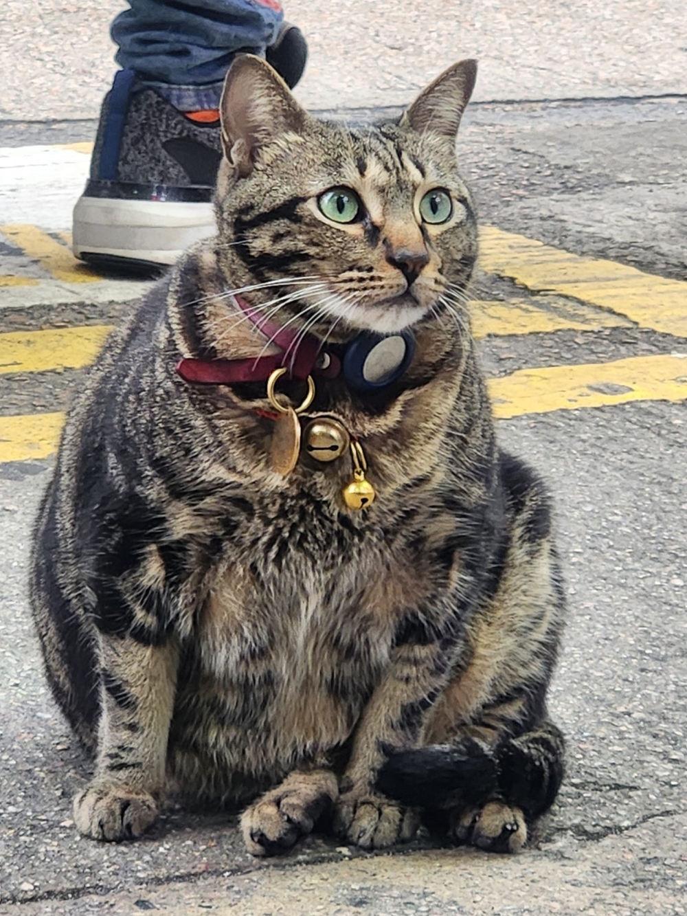 不少人前來探望「阻生」