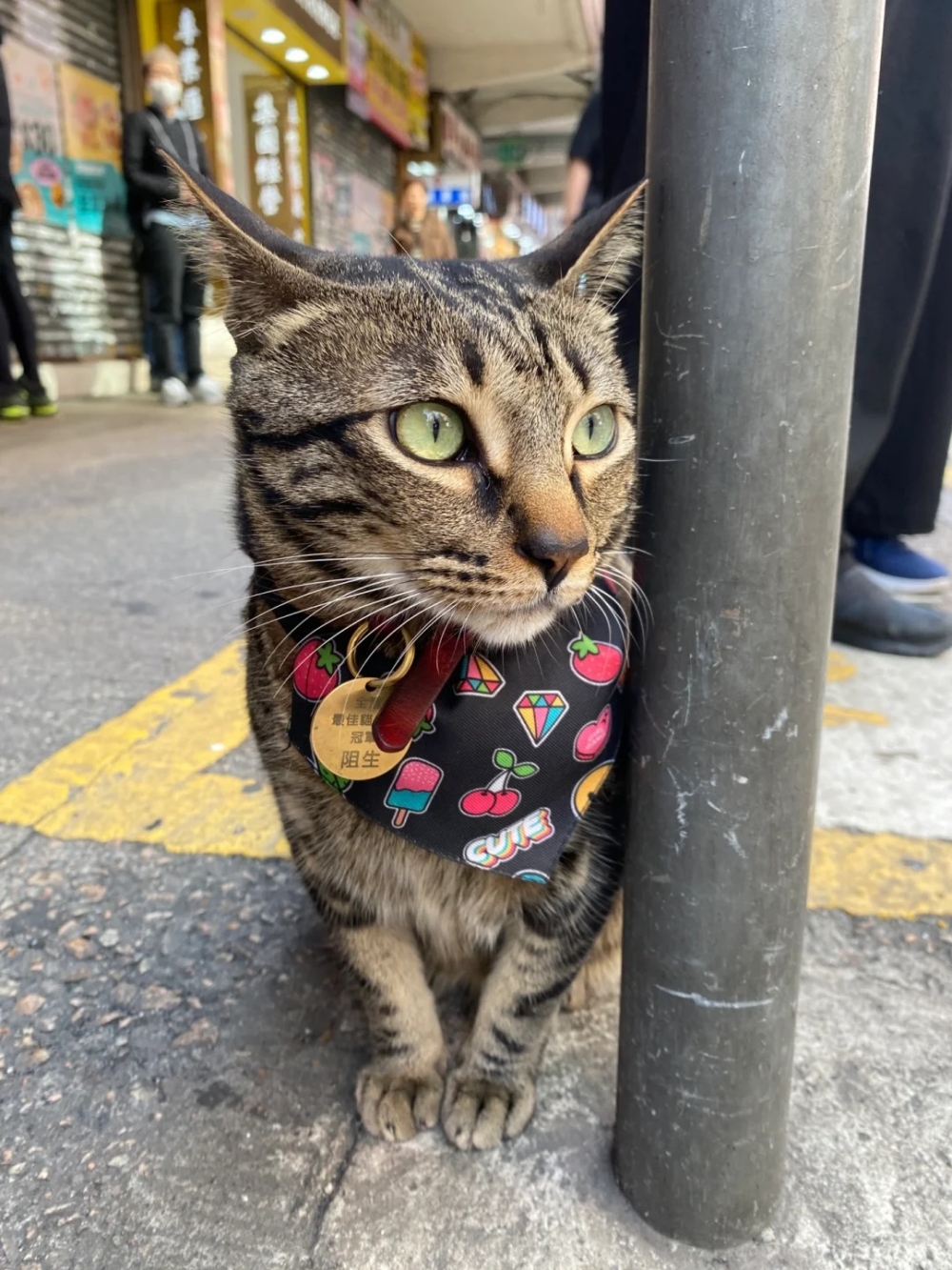 貓咪「阻生」愛排隊陪等巴士網上爆紅！