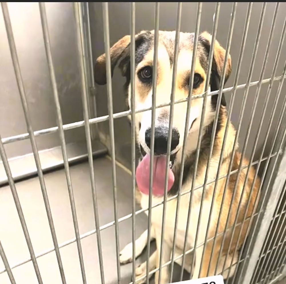 美國加州一間動物收容所志工分享，所內有一隻狗在被領養一小時就被退養，原因讓人翻白眼！