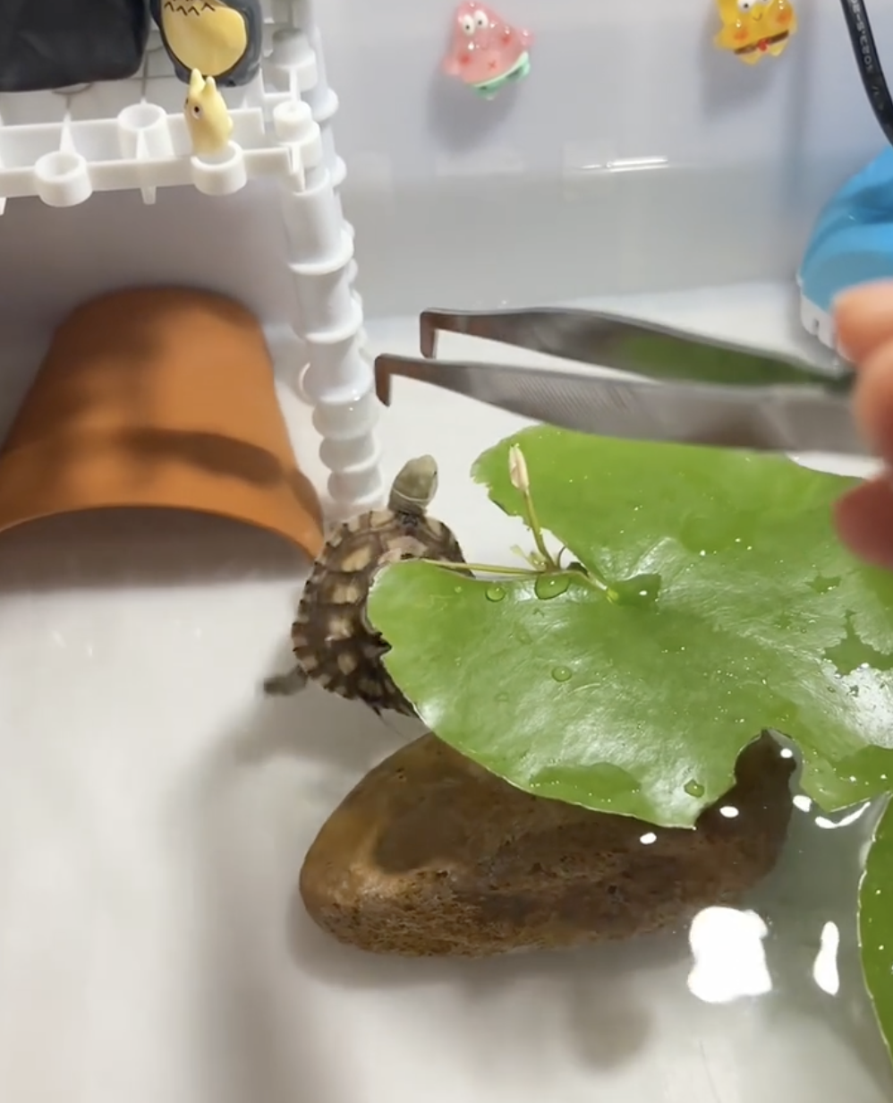 搶鏡龜：看不見朕？