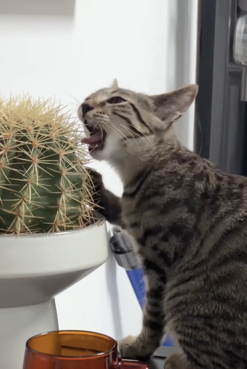 奴才：仙人球可能真的沒辦法欸