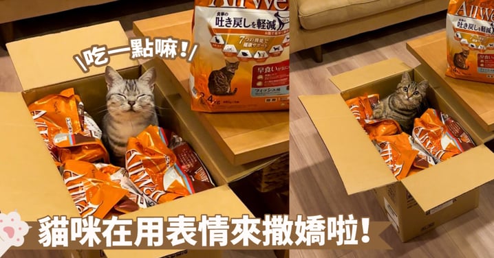 被糧食包圍的幸福感！貓咪進入裝滿乾糧的箱子內，表情非常耐人尋味喔～