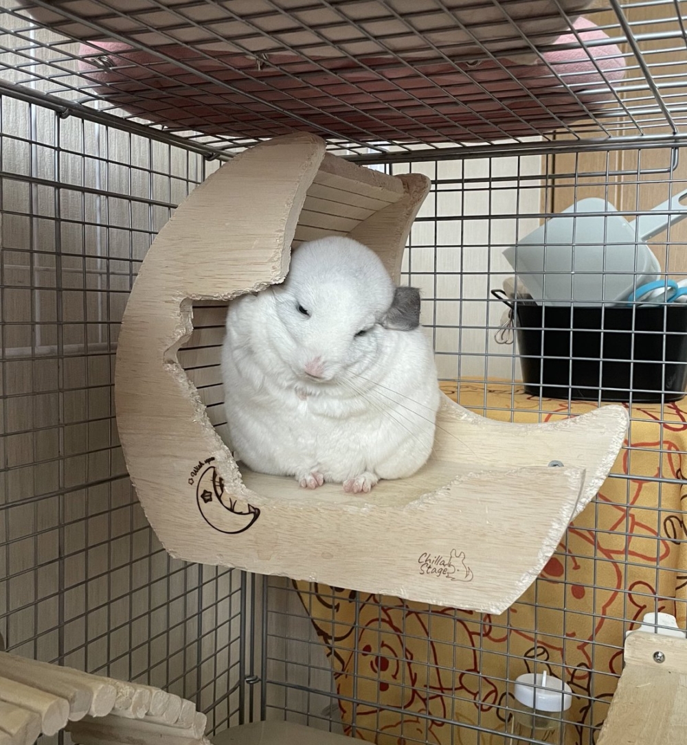 奴才:這個時候知道討好我啦