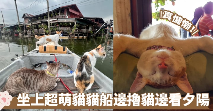 泰國曼谷「貓貓船」爆紅！坐上超萌貓貓船 讓慵懶貓咪陪你坐船看夕陽