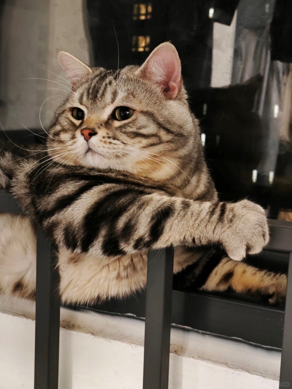 奴才：心理安慰嗎？