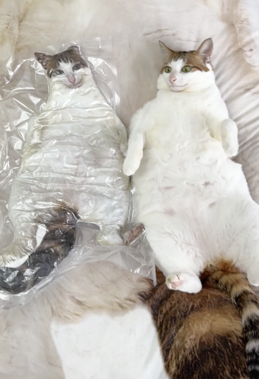 奴才：你現在就是這個樣子囉！