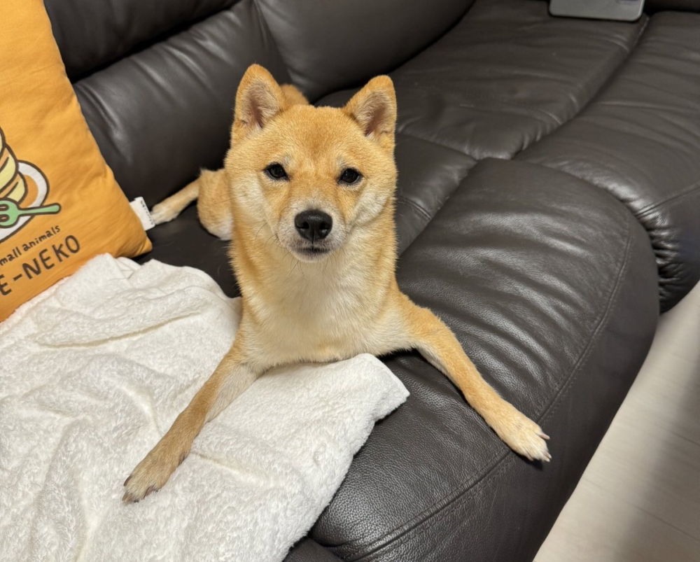 奴才：對啦！要拜你為師了