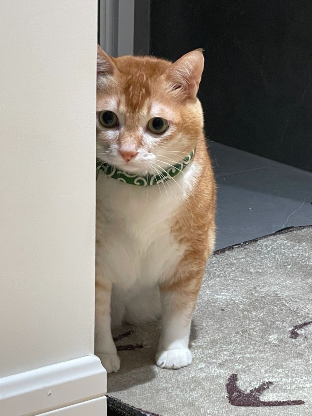 奴才：不會傷害你的