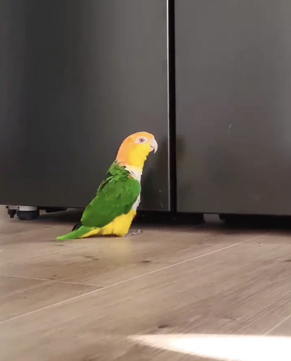 奴才：你有什麼事情吩咐嗎？