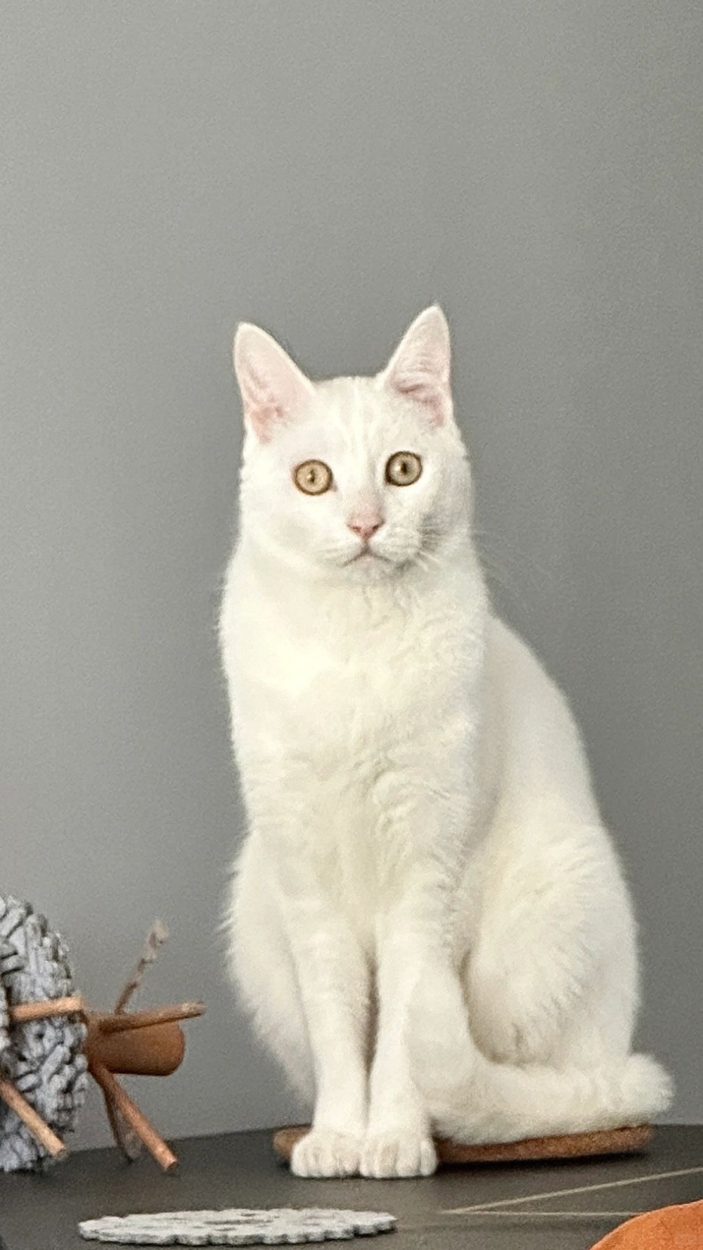 奴才：回來給你帶禮物啦