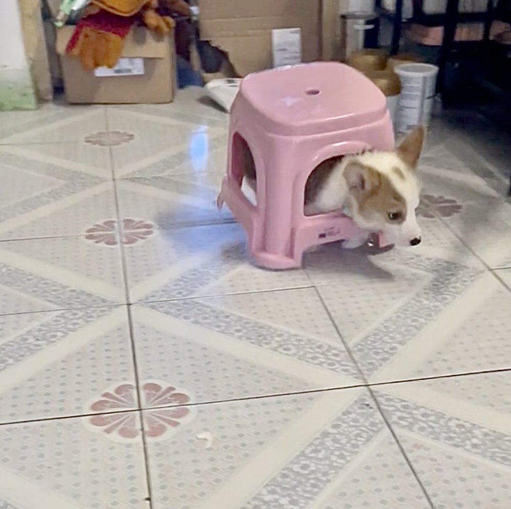 奴才：你躲得太隱蔽了啦