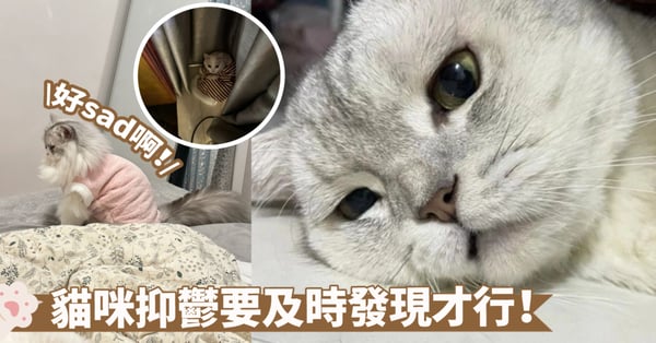貓咪也會憂鬱?6大症狀、5大成因、5大解方一次看懂!別忽略了牠們的感受啦~