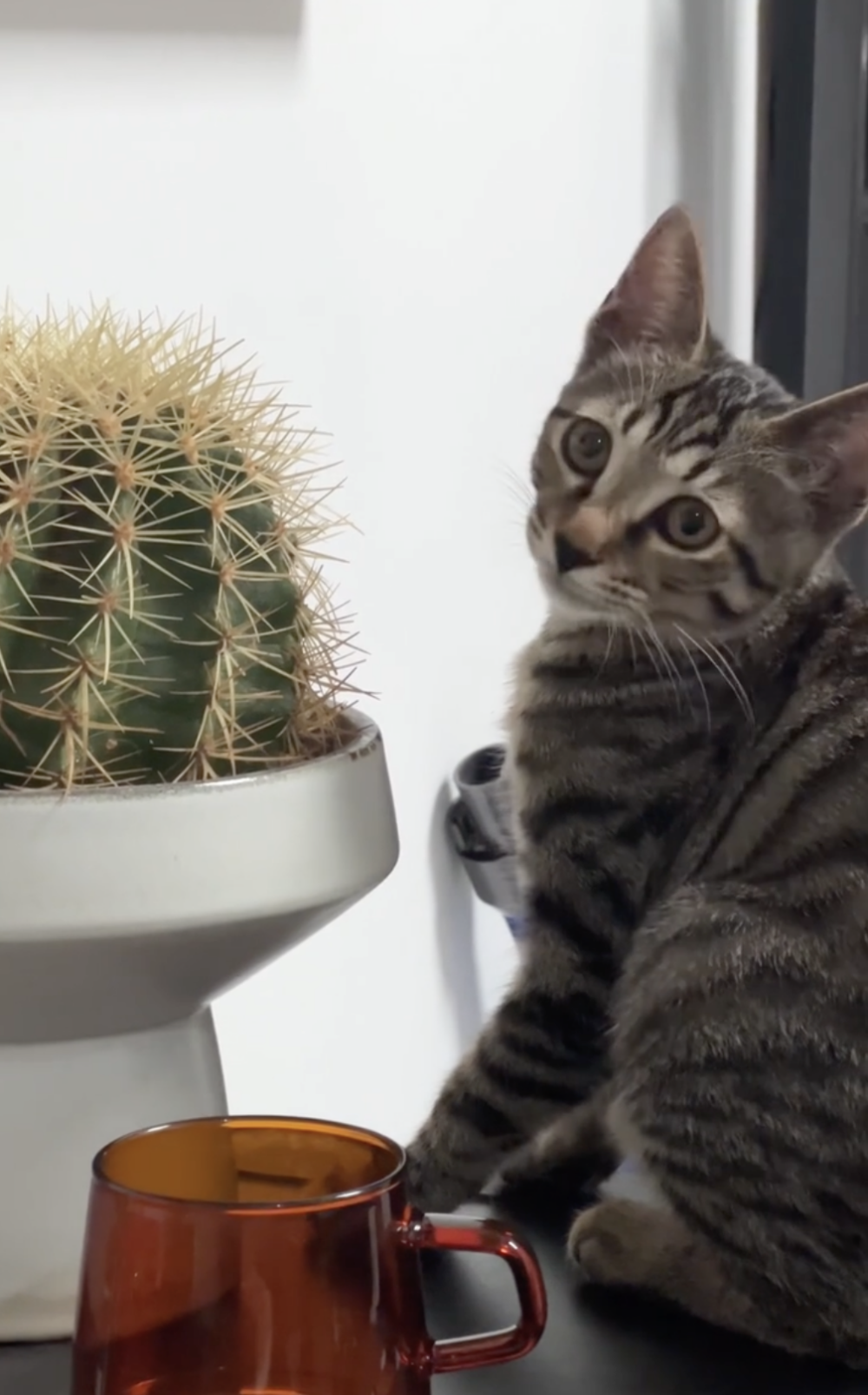 奴才：就看誰能贏過誰吧