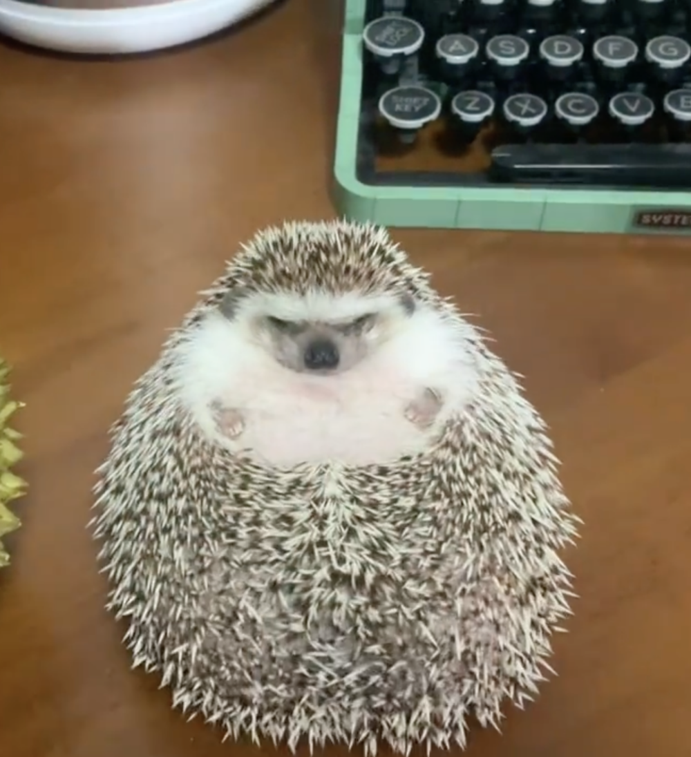 奴才：因為美味呀