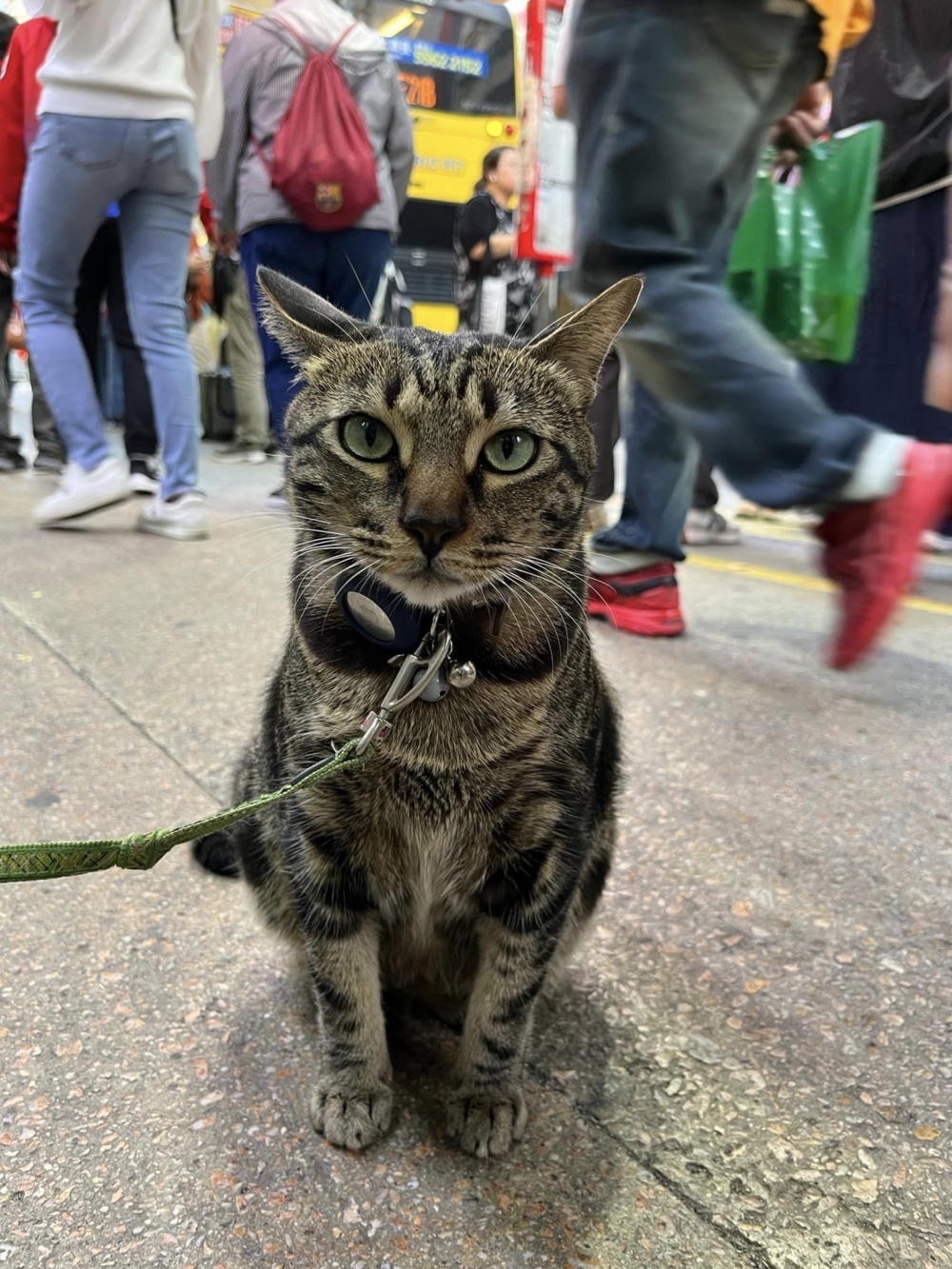 藥店老闆接到「投訴」後會用貓繩暫時限制「阻生」的自由。