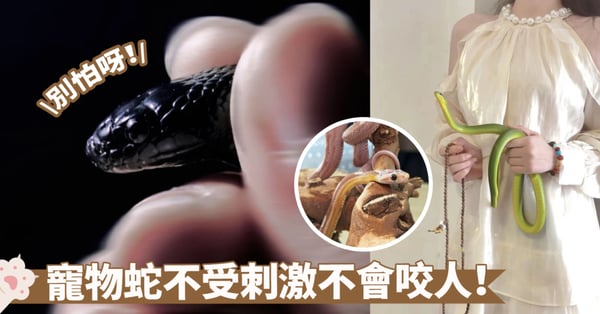 舉手發問！寵物蛇會咬人嗎？溫順還是兇猛？正確飼養減少被咬風險～