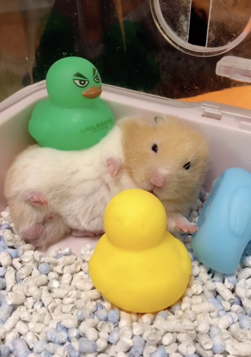 奴才：兩個都好可愛喔～（聽不見抱怨聲