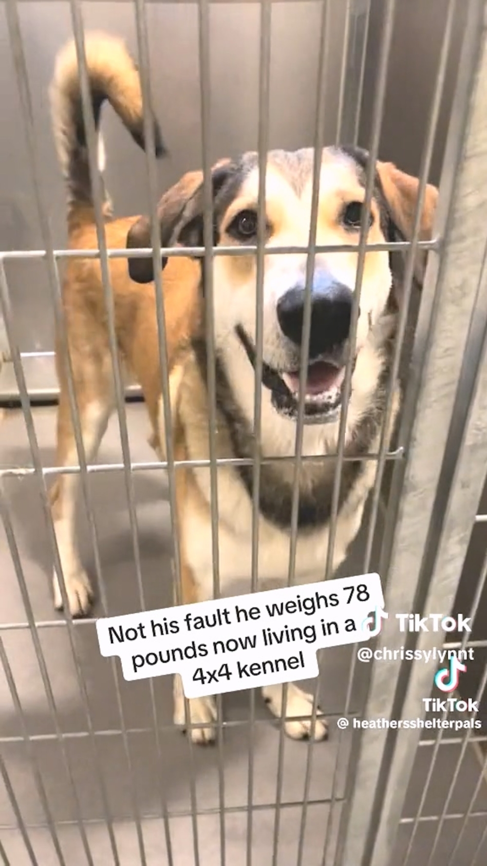 可憐的S'mores被領養一小時就被拋棄。