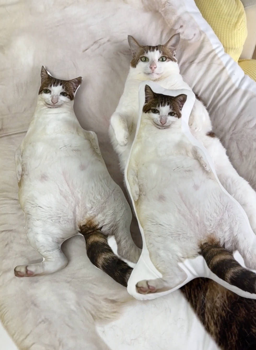 奴才：但是我覺得很可愛捏