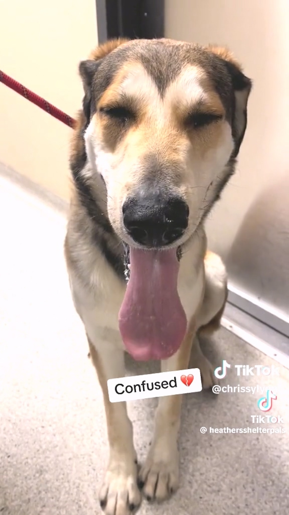 幸好S'mores的可愛模樣，沒有讓牠在收容所等待太久，很快又找到新的領養人，再度展開幸福生活。