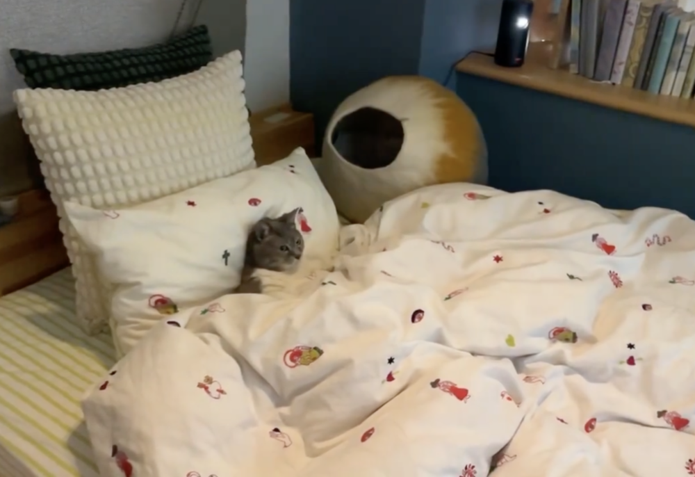 奴才：這影片對味吧