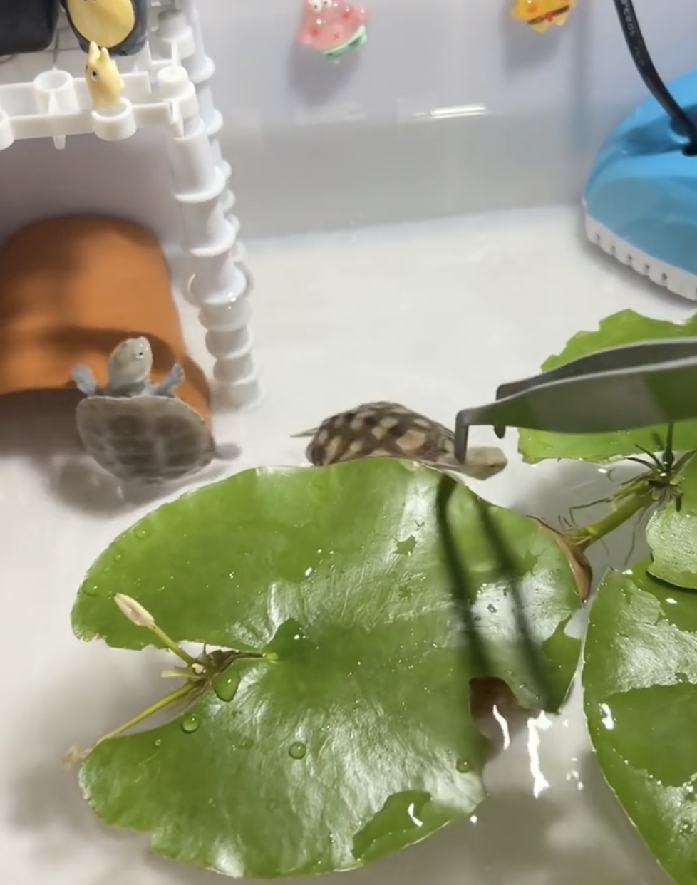 搶鏡龜：必須滿眼都是朕囉