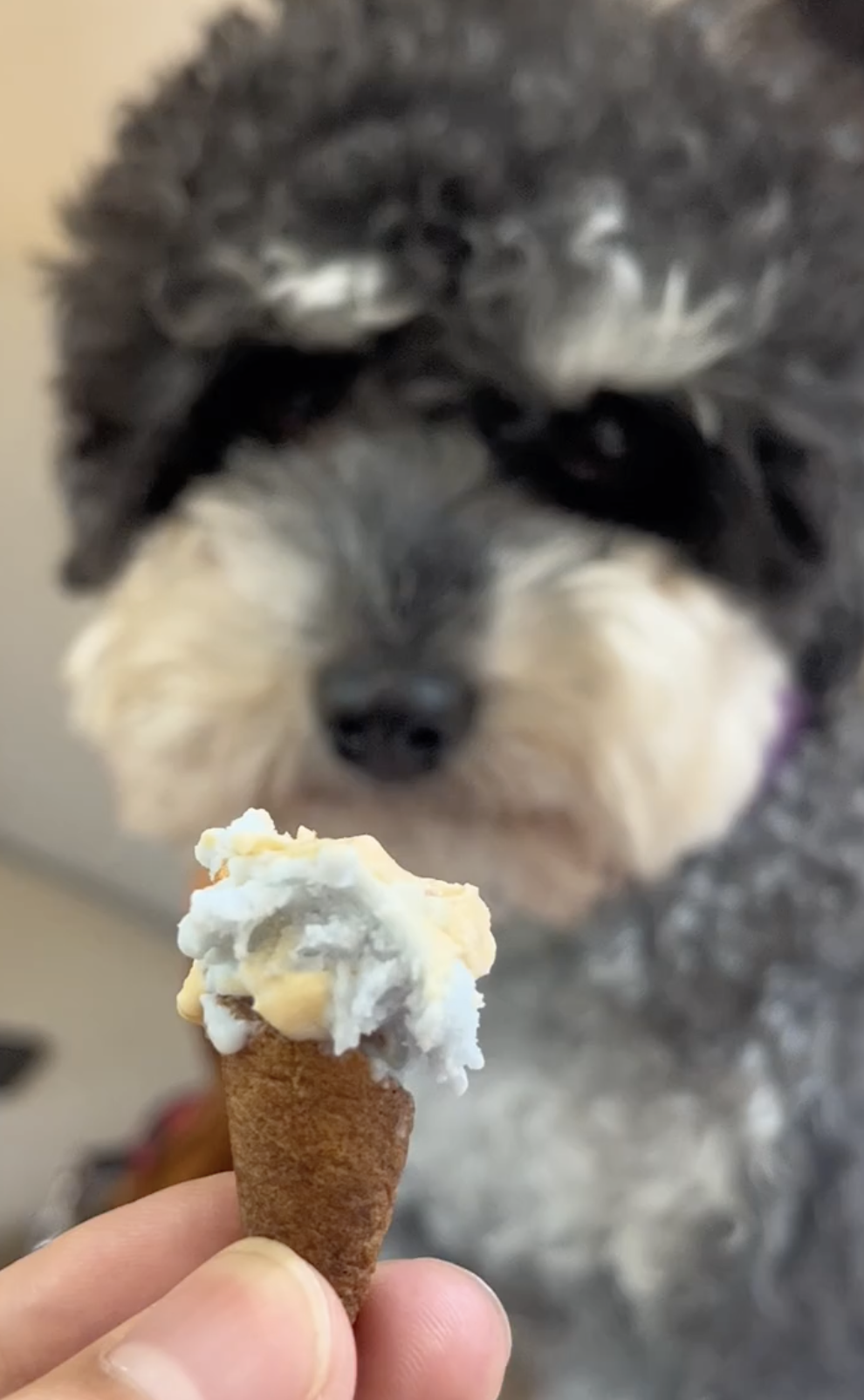 奴才：對，這個想法不錯