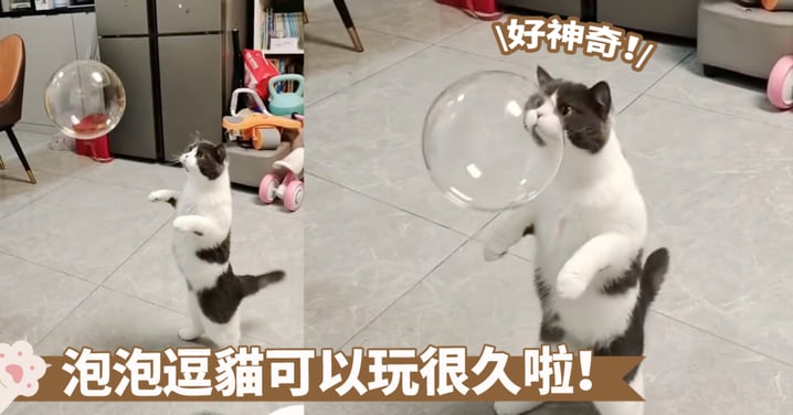 逗貓大法重出江湖！吹個泡泡就能把貓咪迷住喔～喵：咦！地板把泡泡吃了嗎？