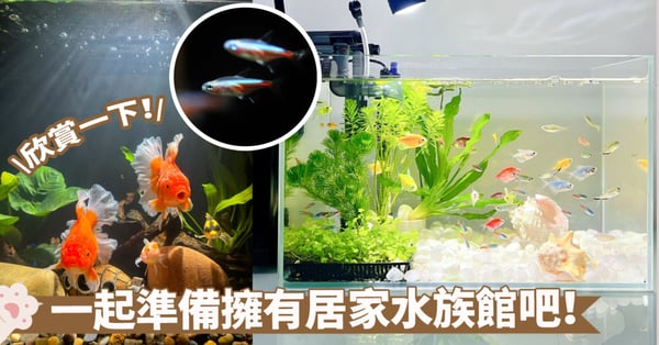 居家水族館新手入門養什麼？保持最佳狀態～打造家庭中的美麗水下世界！