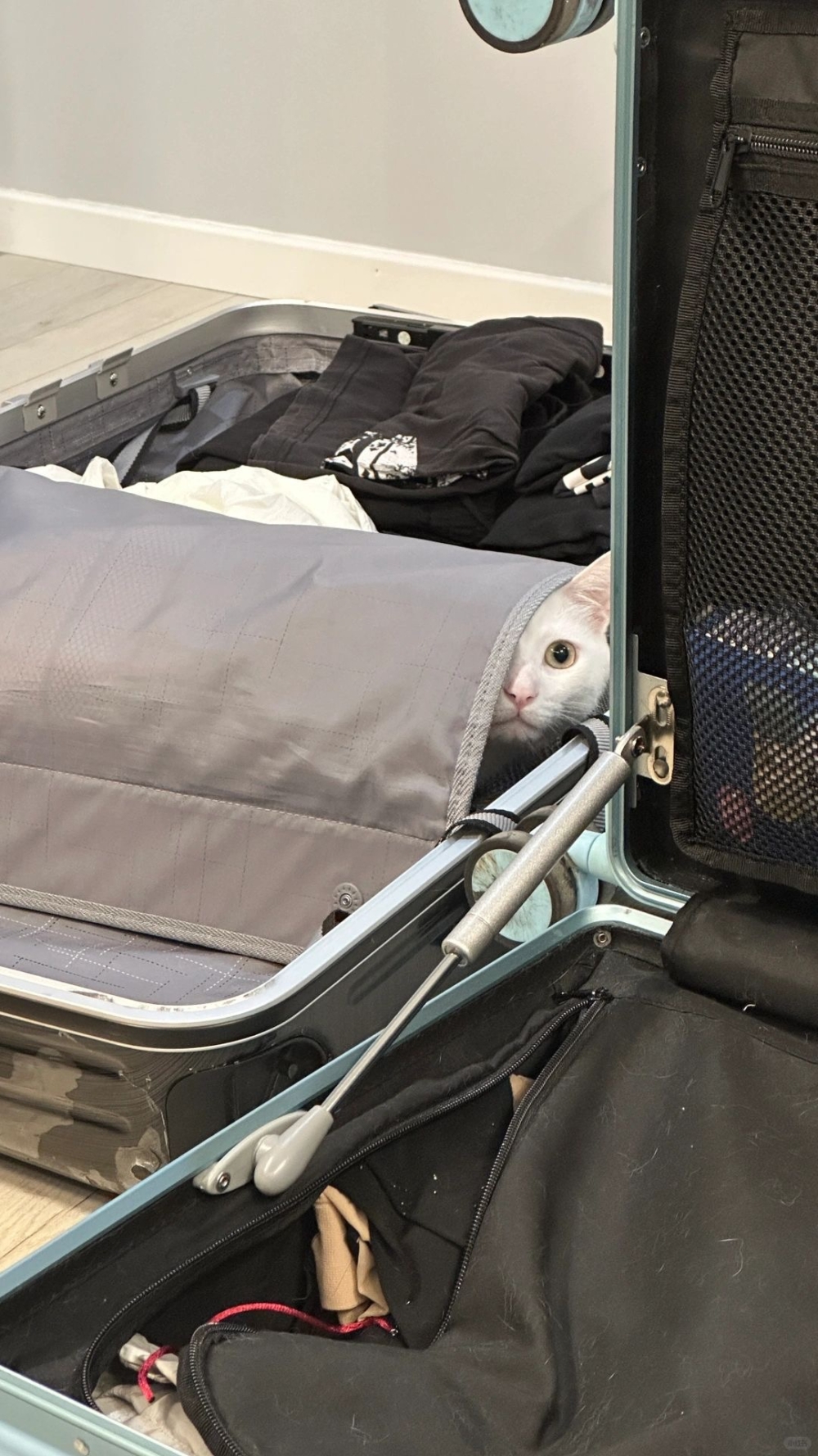 奴才：真的沒辦法帶你去欸