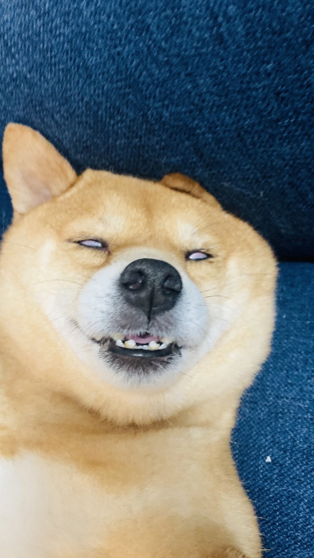 奴才：看得出來