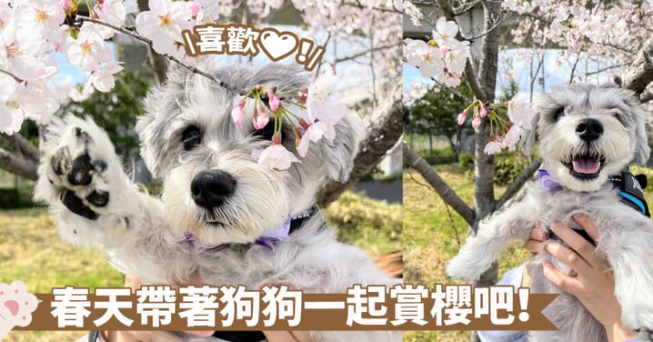 美麗的事物人人都喜歡！第一次賞櫻的狗狗欣喜若狂，幸福的表情寫滿全臉囉～