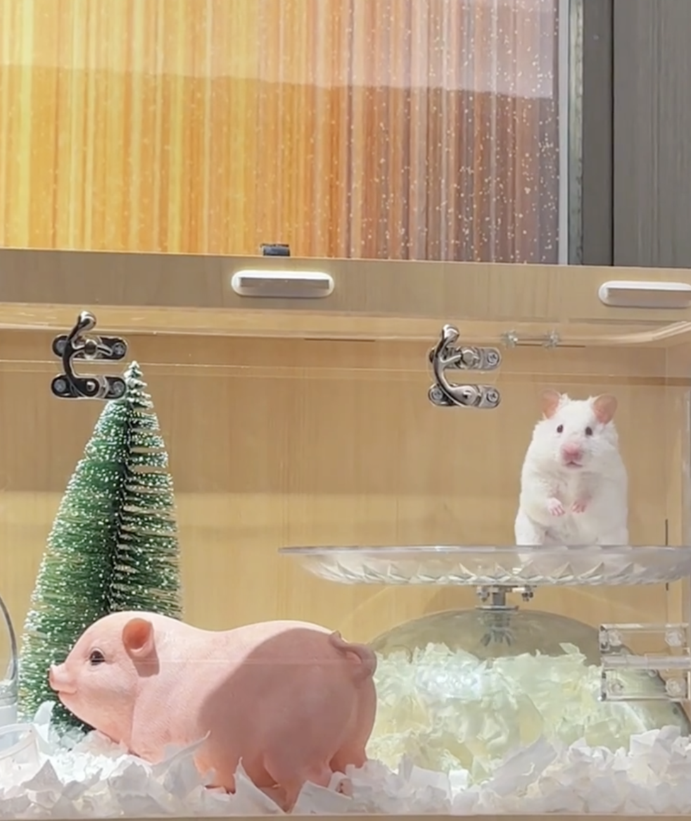 鼠鼠:好像有點不對勁.....