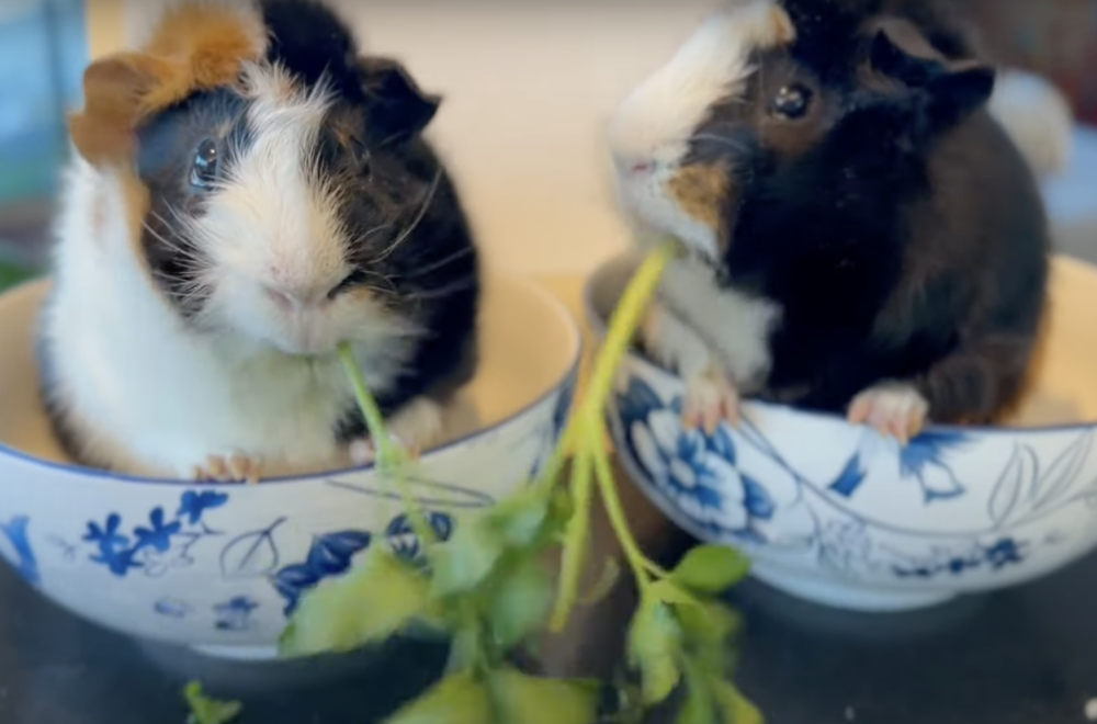 奴才：就是這樣啦