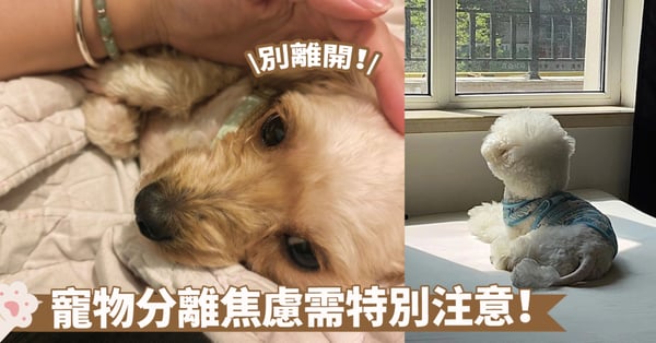 克服「寵物分離焦慮症」:專業建議與實用技巧,讓寵物在您不在時也能保持安心與快樂!