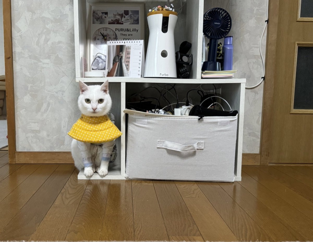 奴才：你又躲到這裡了啊